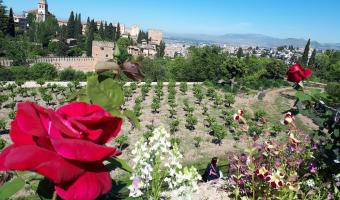 Primer plano de unas rosas rojas con un campo verde atrás y la Alhambra de fondo.