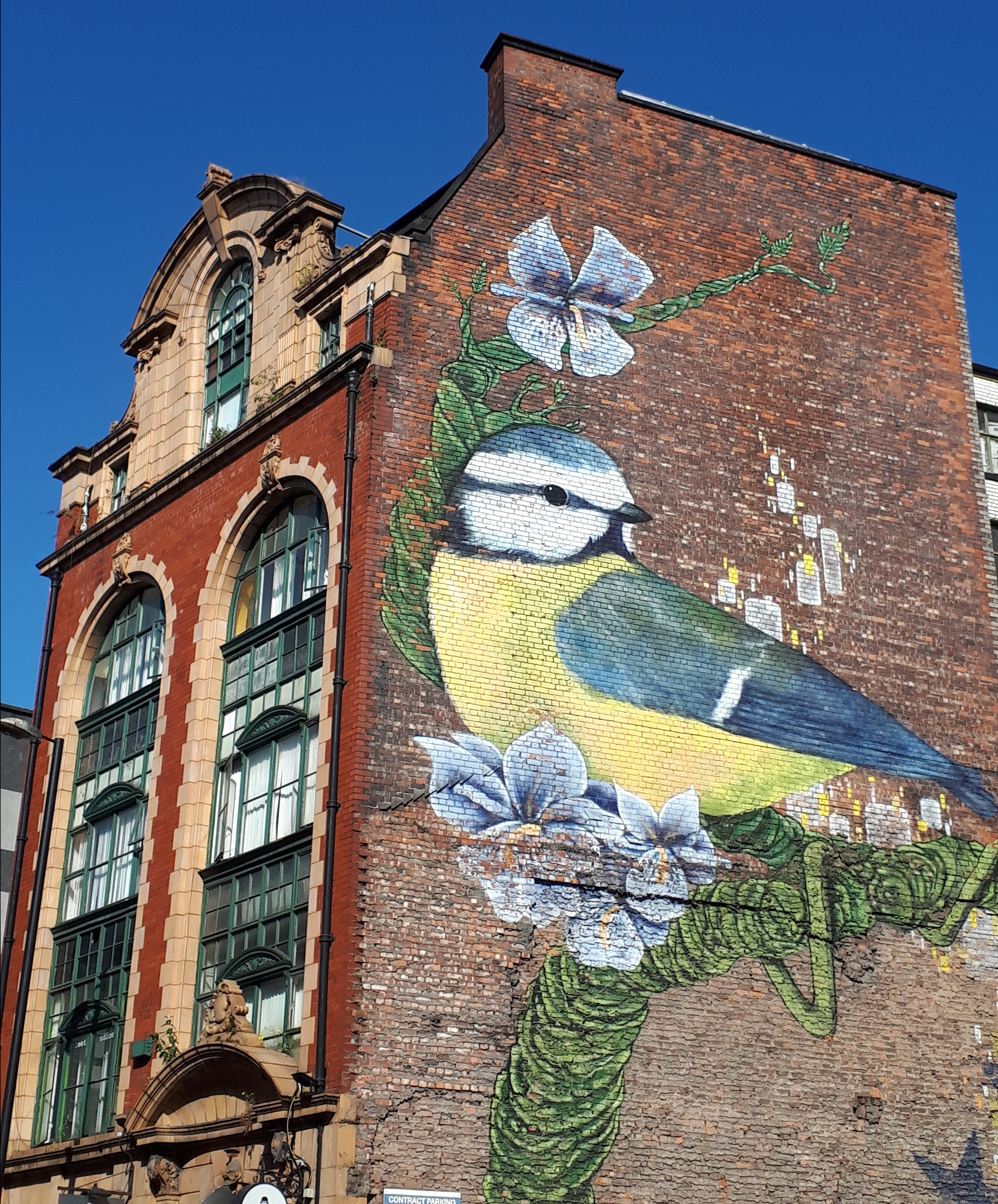 Precioso mural de unos pájaros en un edificio de la calle. Una de las mejores cosas que ver en Manchester sin duda es el street art.