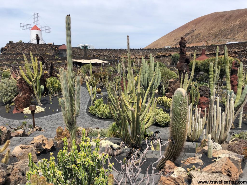 Impresionante jardín repleto de cactus de todos los tipos y medidas que uno se pueda imaginar. Tras éste se alza un pequeño molino de viento blanco el cual se encuentra rodeado de paisaje volcánico.