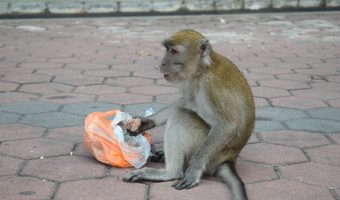 Alimentar a los animales con comida no adecuada para ellos todavía les es más perjudicial. Como este mono comiendo dulces en las Batu Caves.