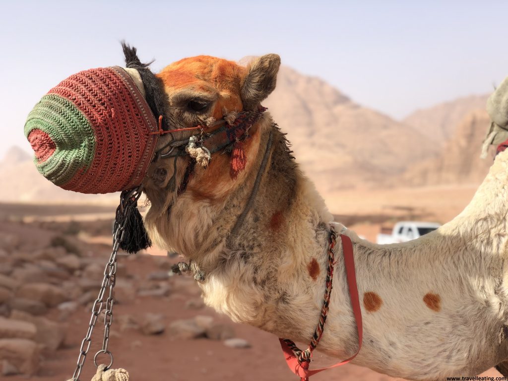 Camello con un bozal de tela y pintado con henna en medio del desierto de Wadi Rum.