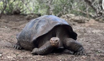 Tortuga gigante de las Islas Galápagos.
