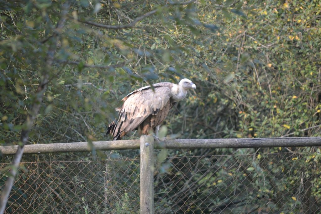 Un buitre leonado en Karpin Fauna. Uno de los llamados irrecuperables. Fauna autóctona que por enfermedades, accidentes o cualquier otra razón ya no pueden vivir en libertad.