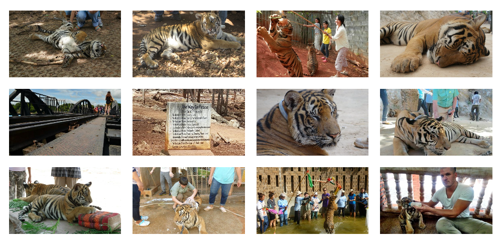 Varias imágenes de un santuario falso de tigres de Tailandia. Aparecen tigres atados, tumbados, turistas hacciéndose selfies y fotos con ellos o bañándolos.