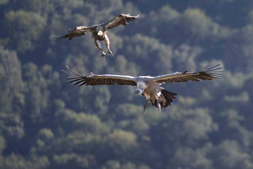 Brutal imagen de dos buitres leonados volando. Una fotografia de Sergio de Carrantia, el guía que os recomiendo para ir a observar animales y realizar rutas de naturaleza por el Valle de Carranza.