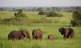 Familia de cuatro elefantes en medio de un precioso prado verde con arbustos. Uno de los avistamientos de animales que más he disfrutado.