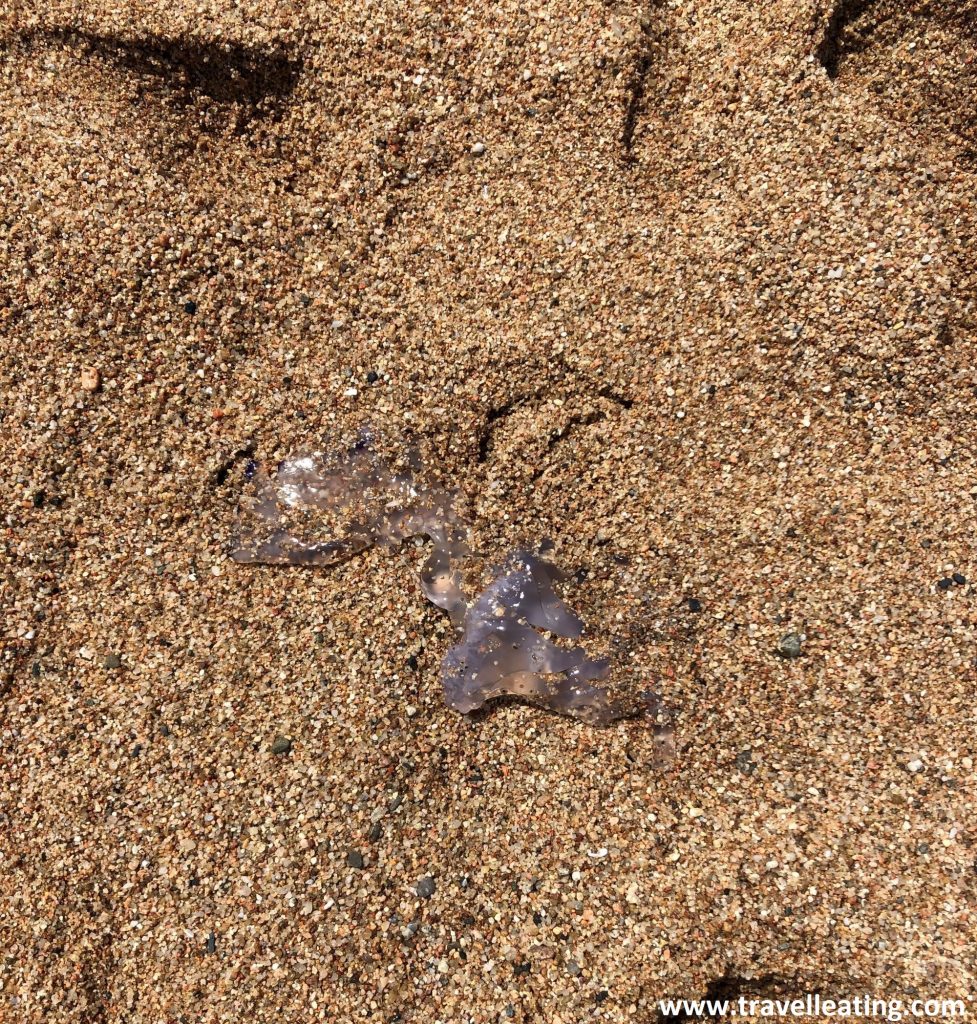 Medusa típica con tonos lilosos que se encuentra muerta en la arena de una playa. Rota y semienterrada.