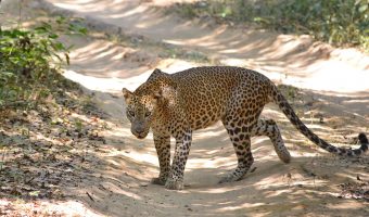 Leopardo en medio de un camino de tierra en el Parque Nacional de Wilpattu.