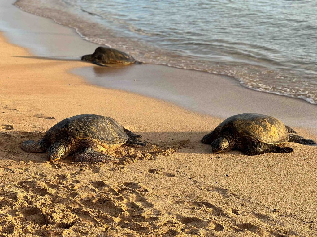 Ir a ver las tortugas de Poipu Beach es un imprescindible que hacer en Kauai.