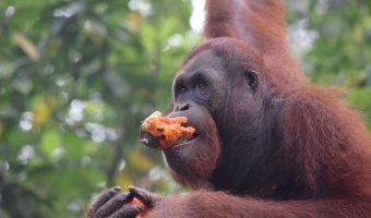 Orangután, Centro de Recuperación de Semenggoh, Borneo malayo.