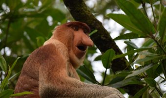 Mono narigudo en el Parque Nacional de Bako.