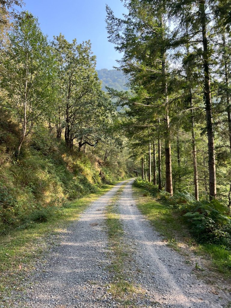 Camino del Hayedo de Balgerri, uno de los imprescindibles que ver y hacer en el Valle de Carranza.