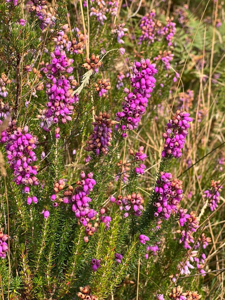 Flores violetas en uno de los paisajes del Parque Natural de Armañón.