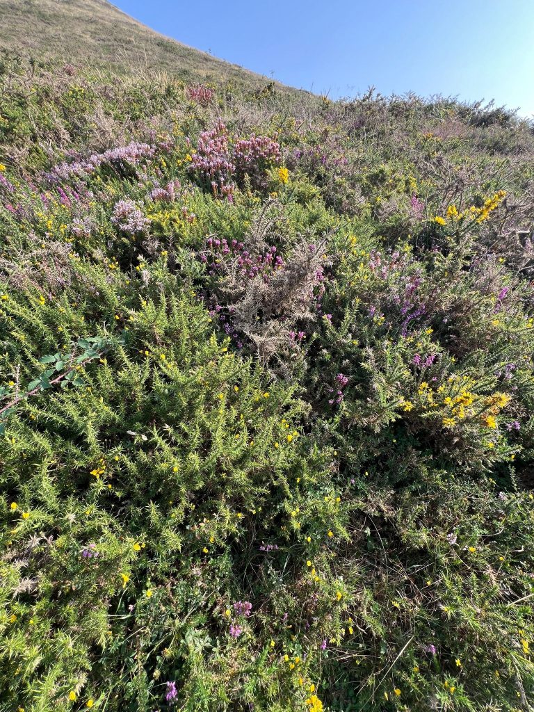 Campo floral precioso encontrado durante la ruta por el Hayedo de Balgerri, en el Valle de Carranza.