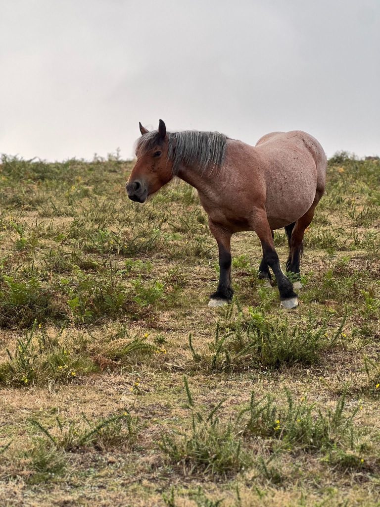 Caballo pastando libre en el Hayedo de la Calera, en el Valle de Carranza (País Vasco).