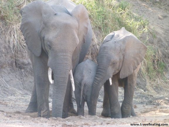 Elefante con dos crías, una de ellas muy pequeña, a la cual están ayudando a levantarse.