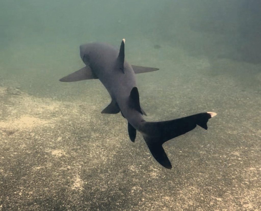 Tiburón avistado en un tour de esnórquel en Isabela, una de las Islas Galápagos más bonita.
