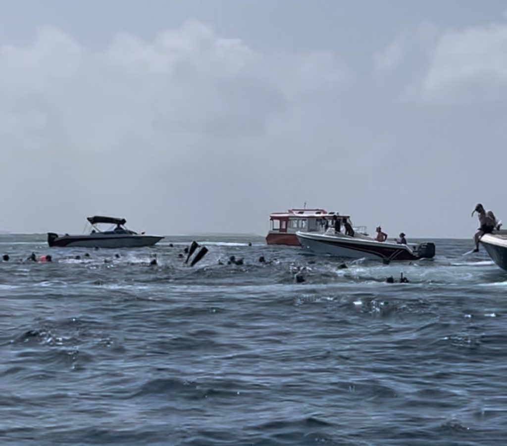 La realidad del tour del tiburón ballena. Decenas de barcos y personas rodeando el animal.