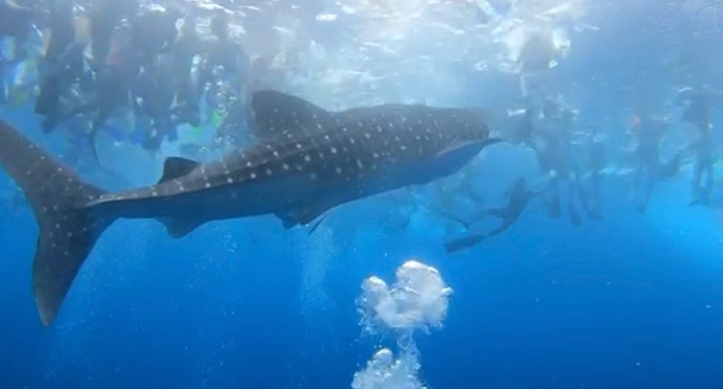 Tiburón ballena visto desde abajo, a vista de buceador, rodeado de decenas de personas haciendo esnórquel (Imagen sacada de un vídeo)