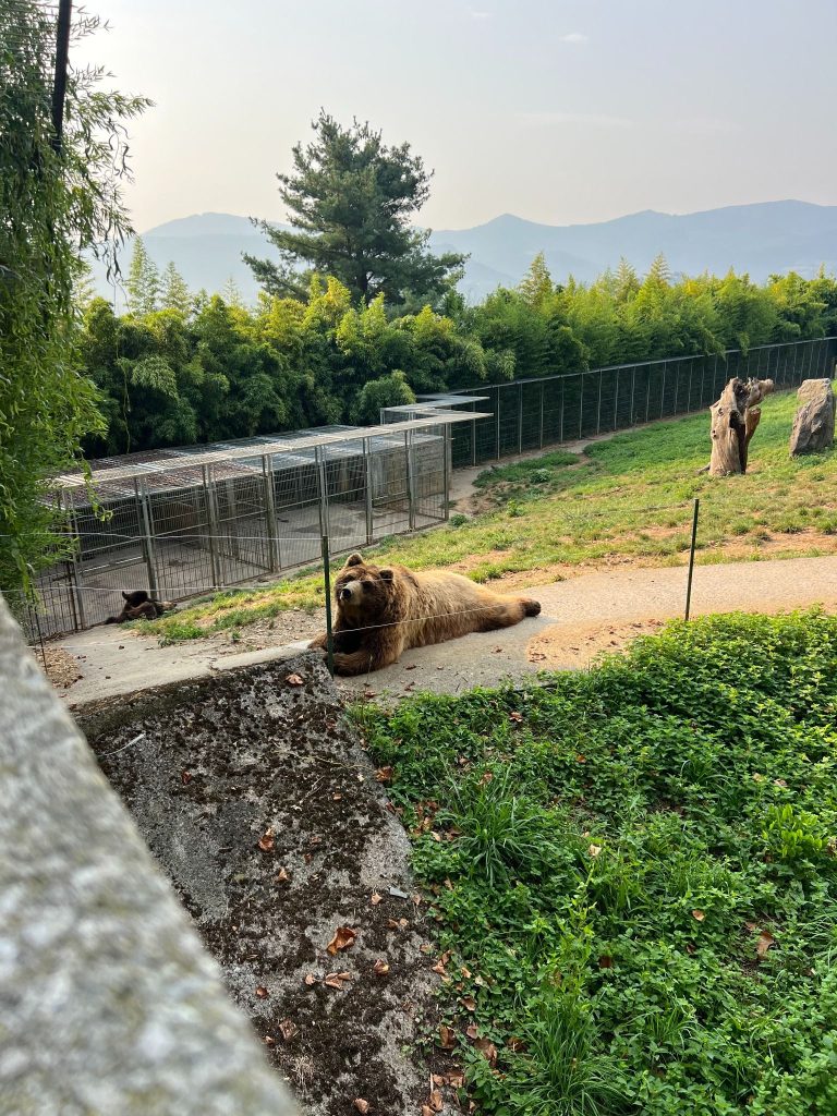 Bruno, un oso rescatado de la industria de la publicidad y el circo, actualmente alojado en el Karpin Fauna de Carranza.