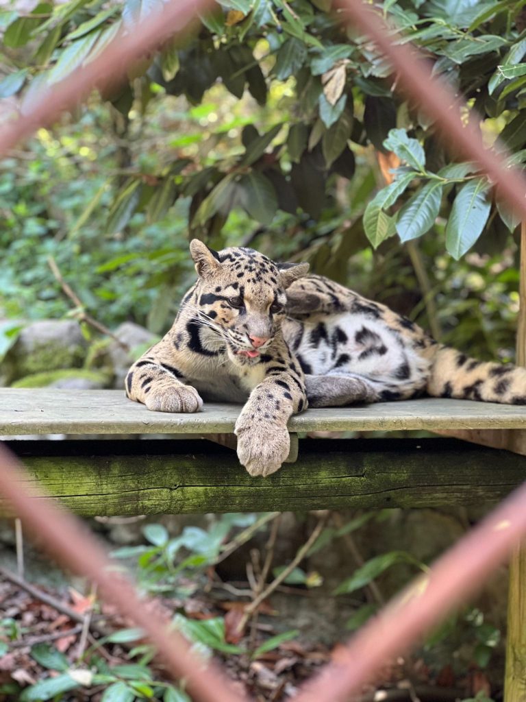 Ocelote rescatado del comercio ilegal en el Centro Karpin Fauna, una de las visitas más recomendables y por tanto uno de los imprescindibles que ver en Carranza.