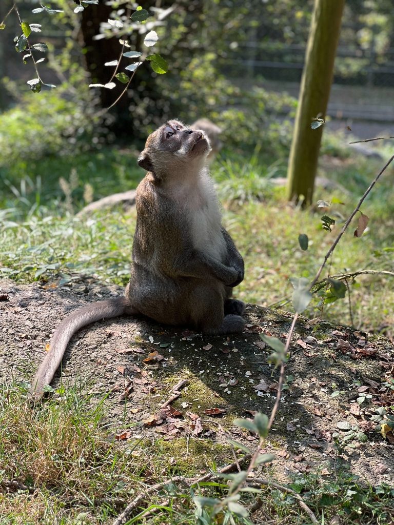 Un macaco rescatado del comercio ilegal que actualmente tiene una segunda oportunidad en Karpin Fauna, una de las visitas imprescindibles que ver y hacer en el Valle de Carranza.