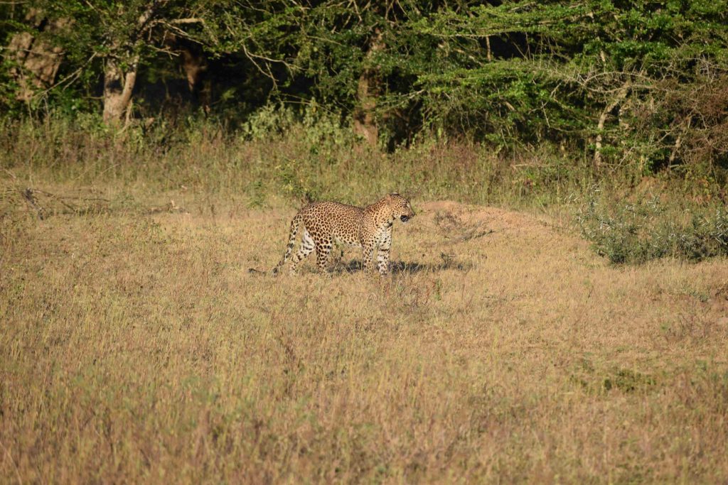 Leopardo avistado en Yala National Park, uno de los parques naturales más famosos de Sri Lanka.