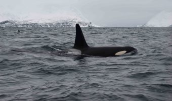 Ir a ver orcas en libertad es una de las actividades más recomendadas que hacer en Tromso en invierno.