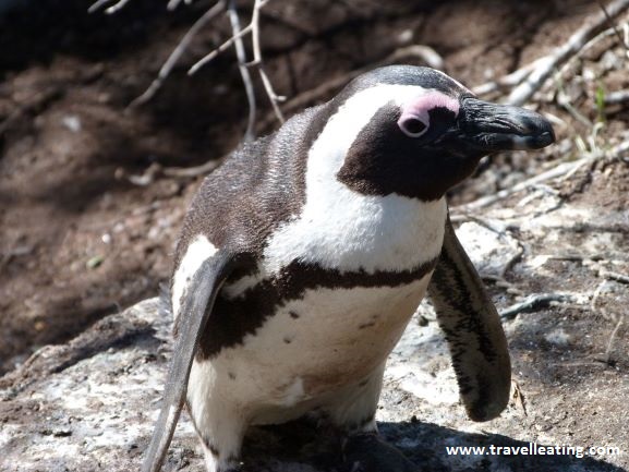 Ver pingüinos en libertad es otro de los imprescindibles que hacer en un viaje por Sudáfrica