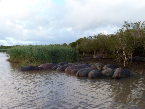 Avistamiento de hipopótamos en Santa Lucía, Sudáfrica.