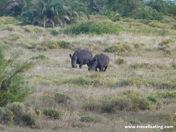 Rinocerontes en Cape Vidal