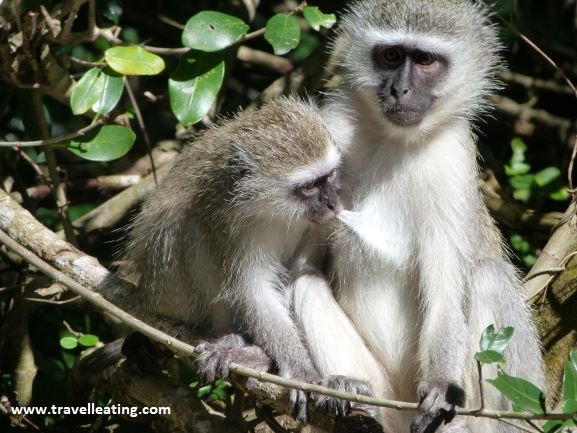 Monos vervet fotografiados en las calles de Santa Lucía, en Sudáfrica.