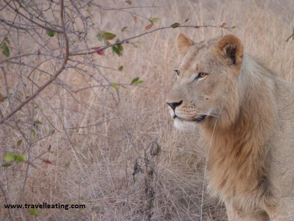 El avistamiento de animales salvajes, como este león, es de las mejores cosas que hacer en Swazilandia (Eswatini)
