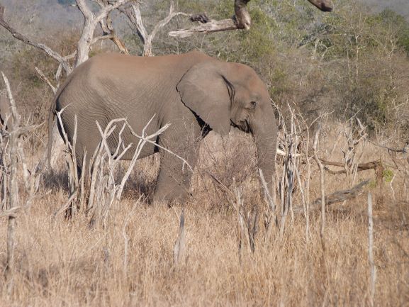 Elefante en Hlane National Park de Swazilandia, Eswatini
