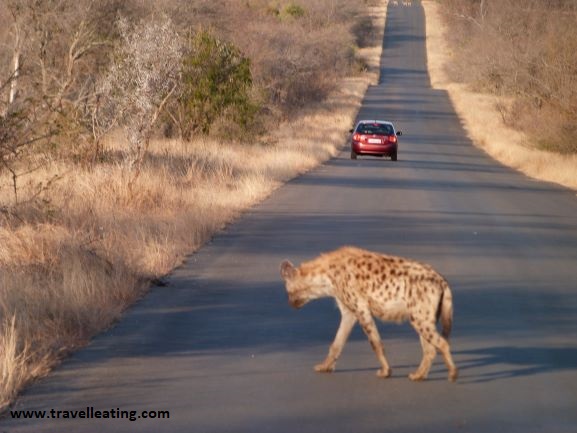 Hiena cruzando una carretera del Kruger National Park