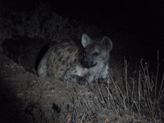 Hiena avistada en un safari nocturno del Kruger National Park 