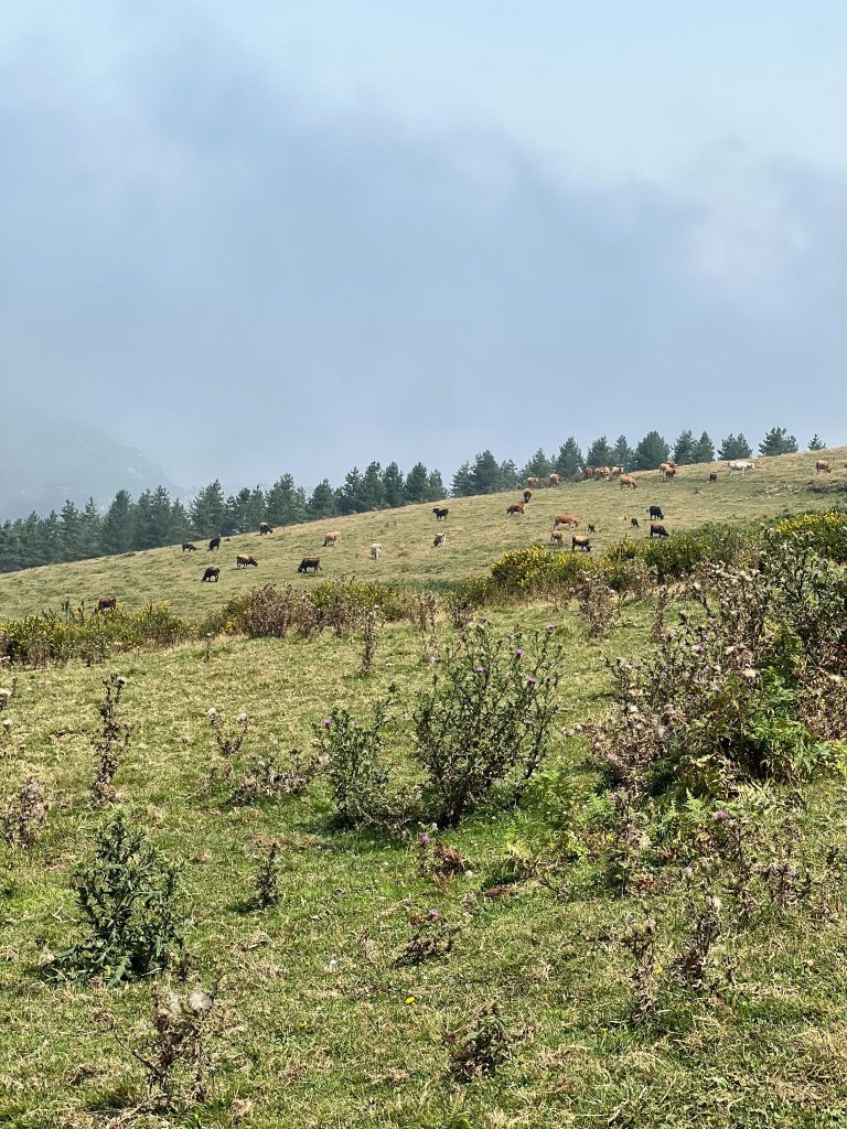 Vacas pastando por el Parque Natural de Armañón