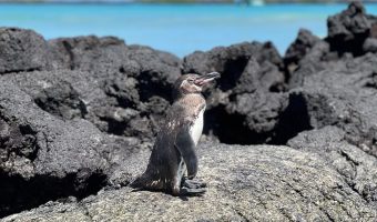 Pingüino encima de una roca en la playa de Puerto Villamil de Isabela, Galápagos.