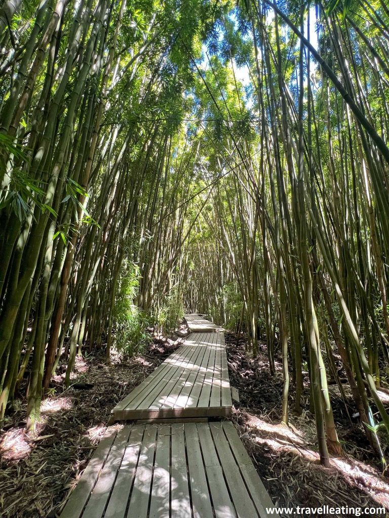 El impresionante bosque de bambú de la Pipiwai Trail, una de las mejores rutas de Maui y por tanto un imprescindible que ver y hacer en esta isla.