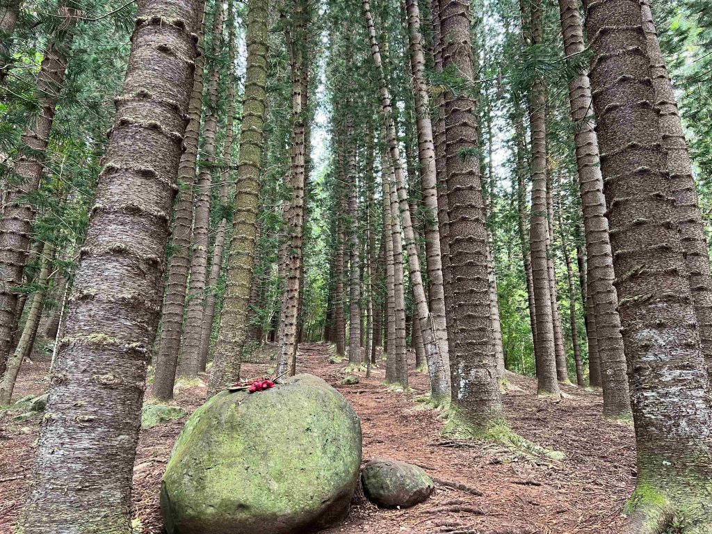 Bosque imponente del Sleeping Giant Trail, una de las rutas que os recomendamos hacer en Kauai