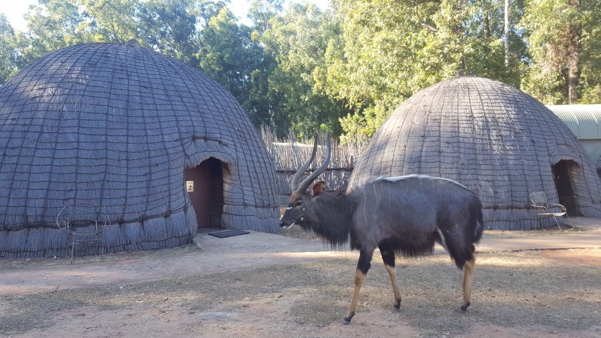 Nuestra cabaña tradicional en elWildlife Sanctuary Camp de Swazilandia (Eswatini)