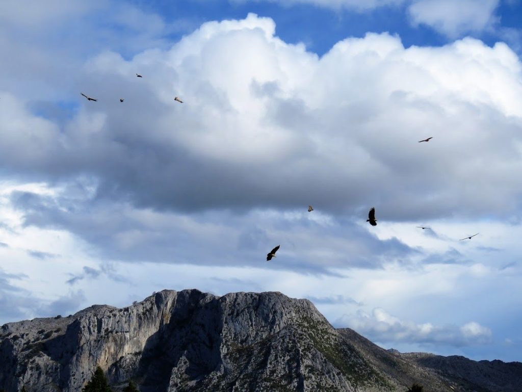 Buitres leonados sobrevolando el Valle de Carranza. Una imagen preciosa hecha por Sergio de Carrantia, el mejor guía del Valle de Carranza.