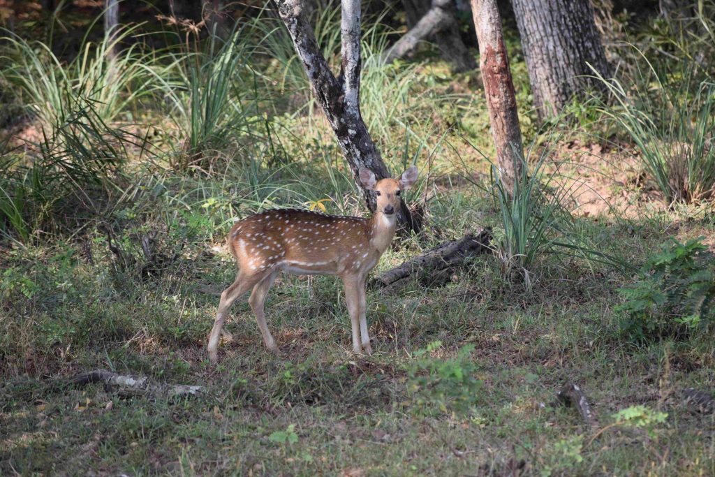 Ciervo avistado durante un safari en Wilpattu National Park.