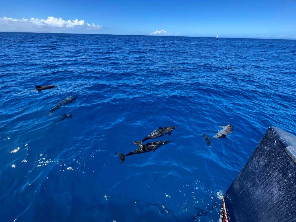Delfines nadando en la proa del barco del tour que te lleva a ver la Costa de Napali, un imprescindible que hacer en Kauai