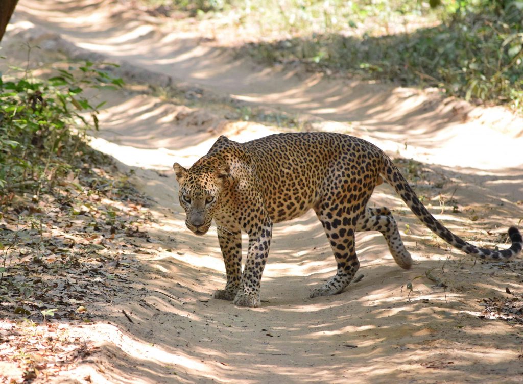 Leopardo en medio de un camino de tierra en el Parque Nacional de Wilpattu.