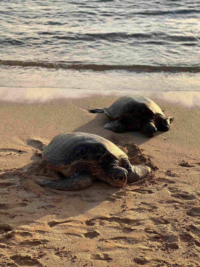 Tortugas en la orilla de Poipu Beach, una de las playas más populares de Kauai.
